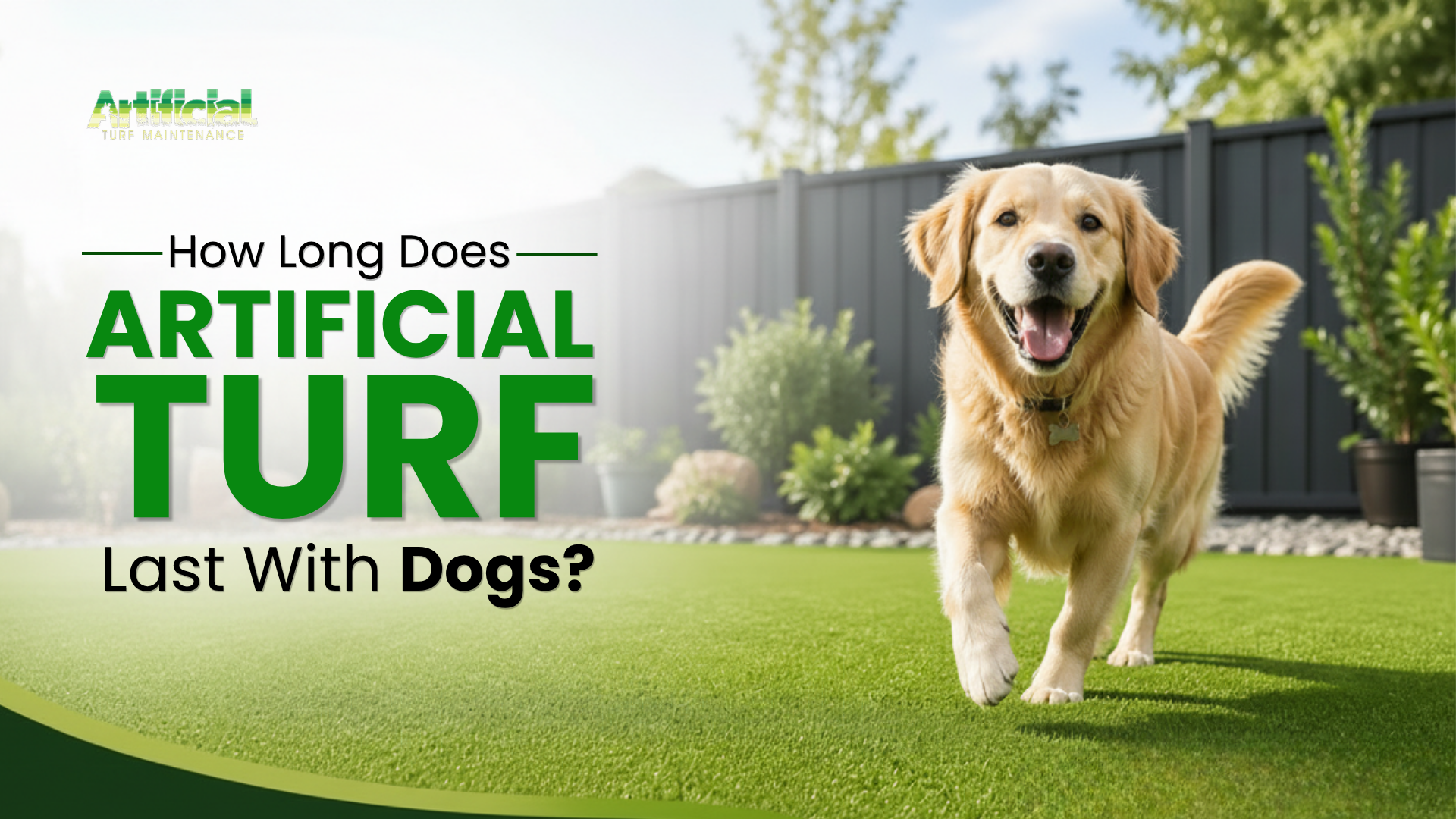 Golden retriever standing on artificial turf in backyard with text about how long artificial turf lasts with dogs.